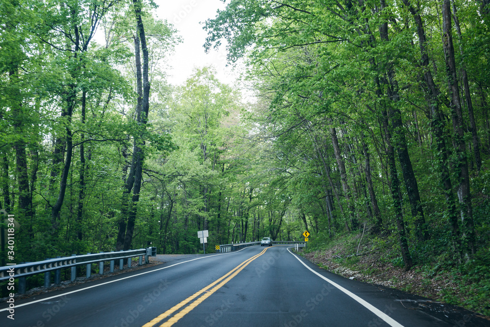 Obraz premium Spring Foliage