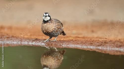 Male Bobwhite Quail drinking at a pond in Texas, USA