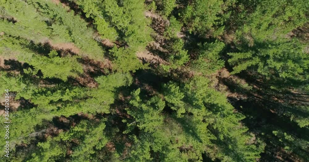 Beautiful image over the tops of pine forest. Aerial view. From above. Chile, South America. 4K.