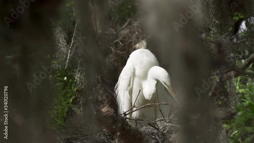 Great egret bird sitting on a nest in the shadows in a tree in Orlando Florida