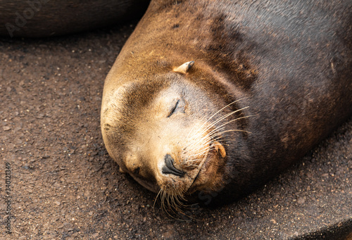 Close up of a Sea Lion's face while it's sleeping