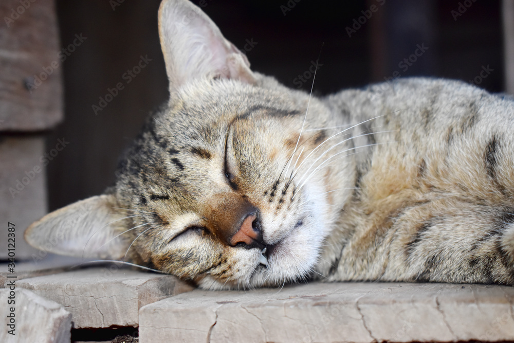 Naklejka premium Close up of Gray cat sleeping on old wooden