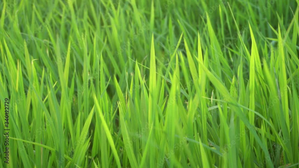 Green paddy with with evening sunlight. Green paddy with with evening sunlight.
