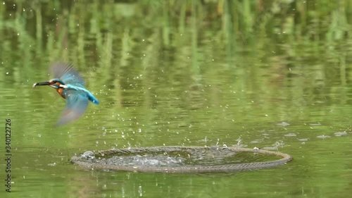 Close up of bird Kingfisher (Alcedo atthis) diving into water, catch a fish and fly away, super slow motion footage.	 photo