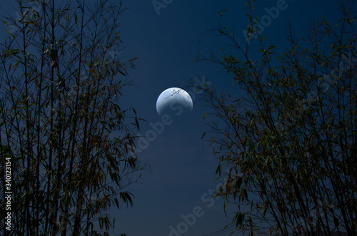 Waning moon with bamboo forest in crescent night