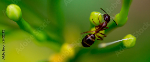 Macro shot of a large ant while on a leaf photo