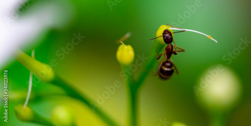 Macro shot of a large ant while on a leaf © Bill