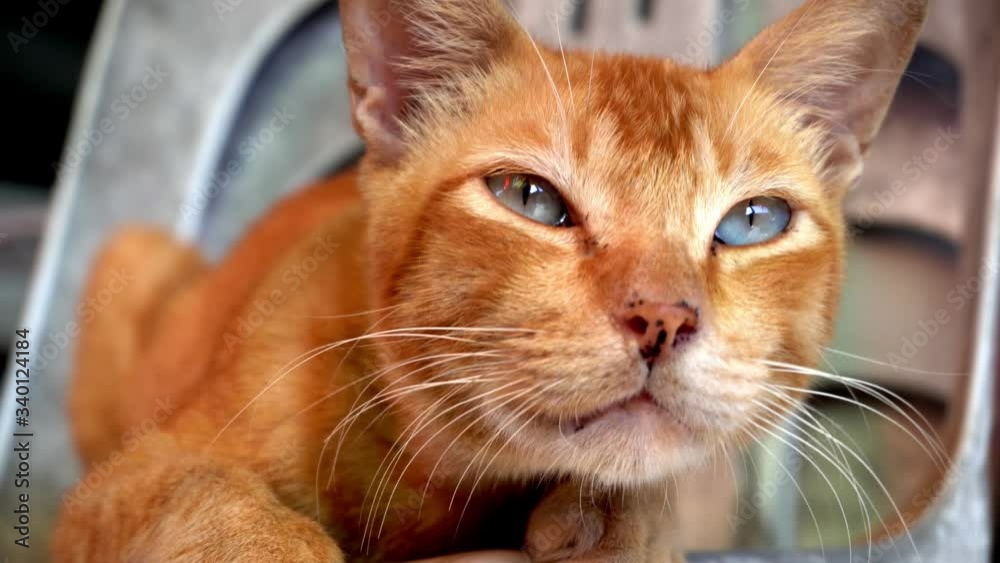 Cute yellow cat blink eye.