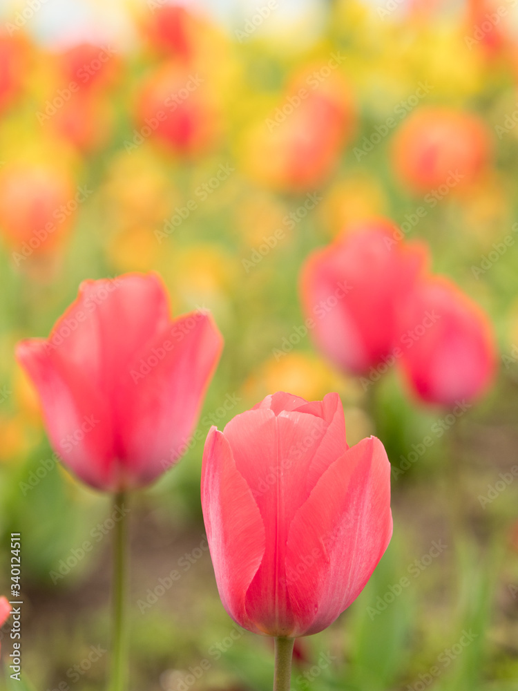 チューリップ畑