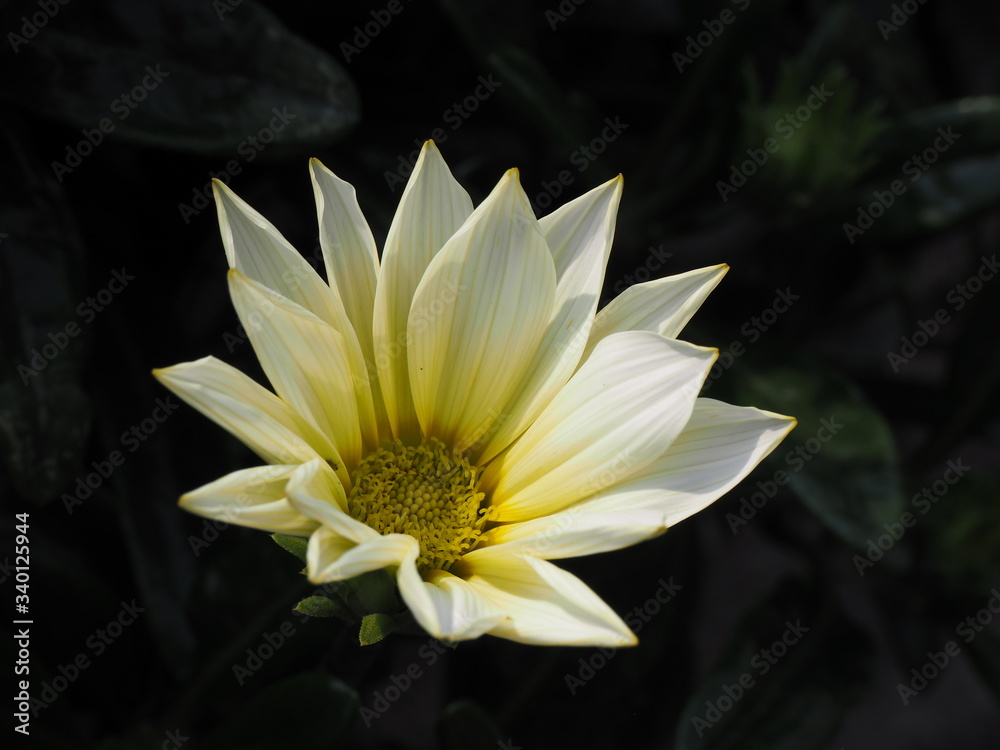 アフリカンデイジーの白い花