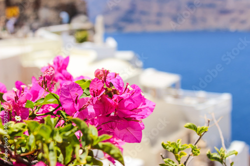 Vibrant pink flowers with a sea in the background. Santorini vibes
