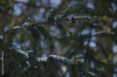 Snow in a pine tree © J.Roten