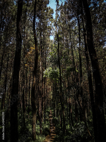 trees in the forest