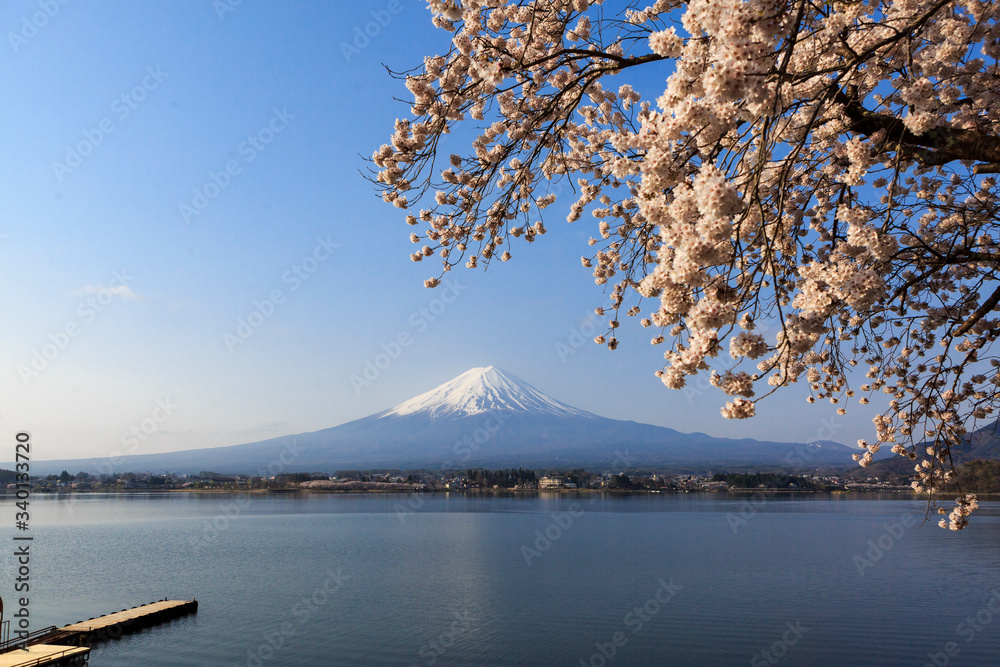 桜