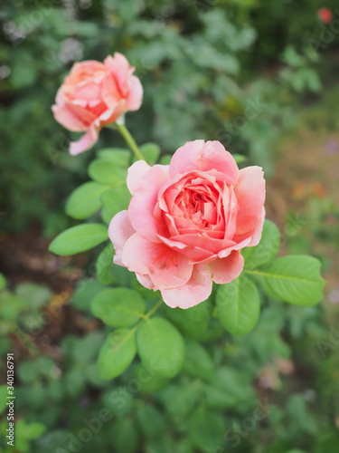 The beautiful roses in my garden bloom in the morning sun.