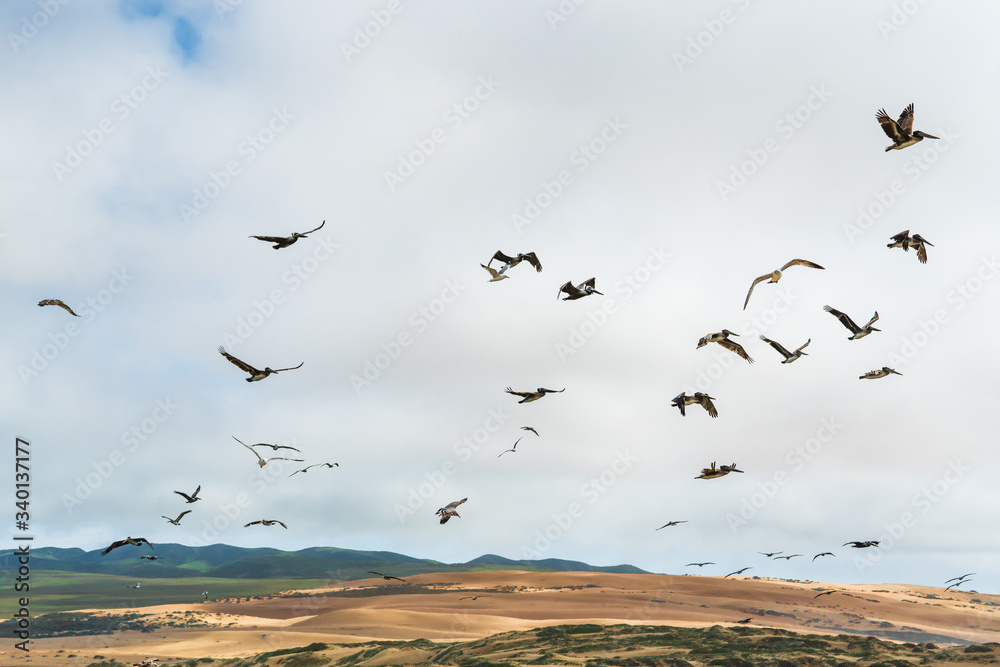 Flying pelicans. Sand dunes, green hills, and cloudy sky on background Flying pelicans. Sand dunes, green hills, and cloudy sky on background