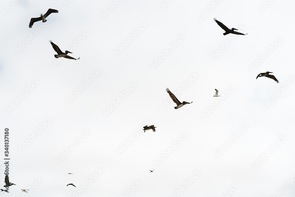 Silhouettes of flying pelicans against bright sky background