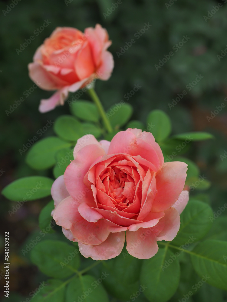 The beautiful roses in my garden bloom in the morning sun. The beautiful roses in my garden bloom in the morning sun.