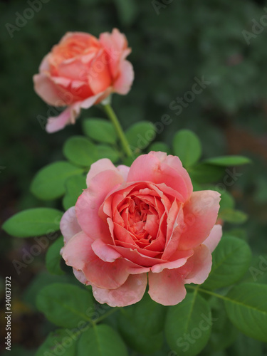 The beautiful roses in my garden bloom in the morning sun.