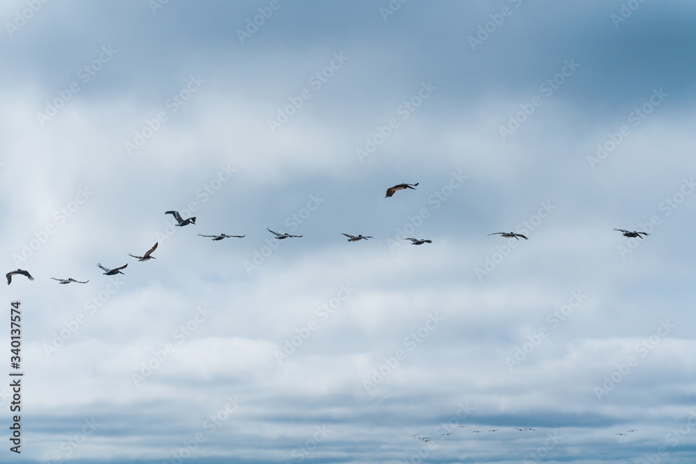 Fototapeta premium Flock of flying birds and cloudy sky background