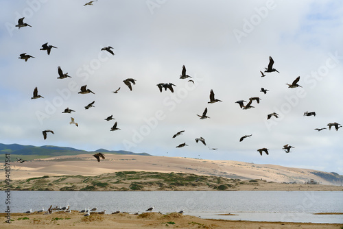 Flock of pelicans flying over the river. Sand dunes, green hills, and cloudy sky on background