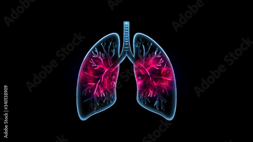 human lungs photo