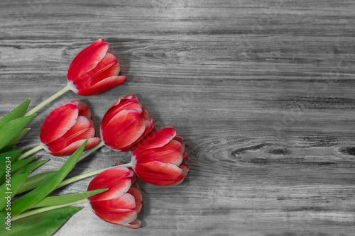 Fototapeta Naklejka Na Ścianę i Meble -  red tulips on wooden background
