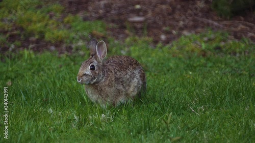 Rabbit Eating Grass - Slow Motion 4K
