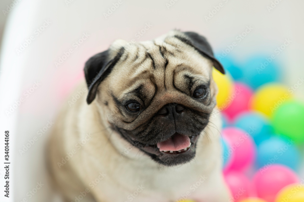 Cute dog pug breed sitting with colorful of plastics ball smile and happiness,Purebred Dog Concept