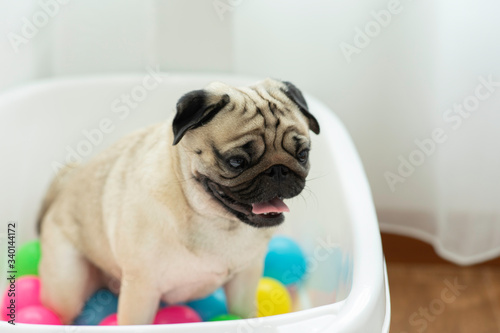 Cute dog pug breed sitting with colorful of plastics ball smile and happiness,Purebred Dog Concept © 220 Selfmade studio
