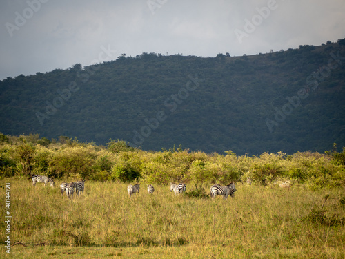 Masai Mara