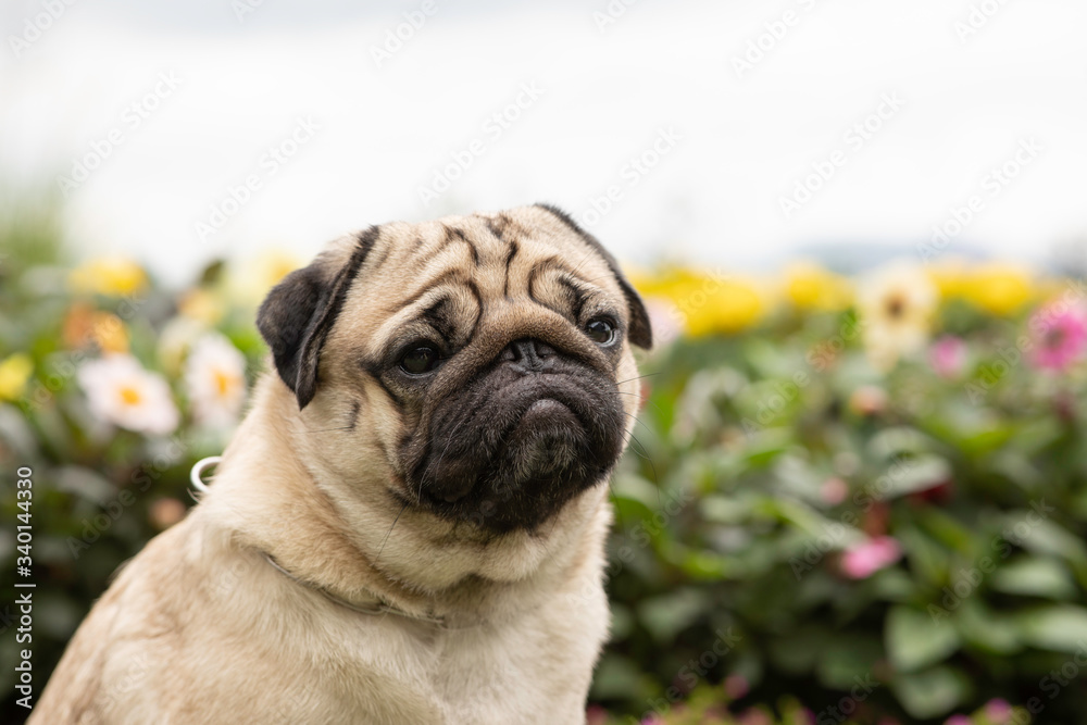 Happy Dog Pug Breed smile and with flowers fields in background,Healthy dog happiness with fresh air