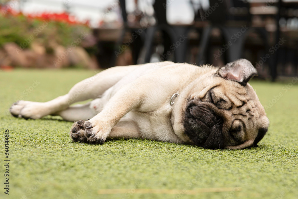 Happy Dog Pug Breed Sleep lying and relax on meadow fields in background,Healthy dog happiness with fresh air
