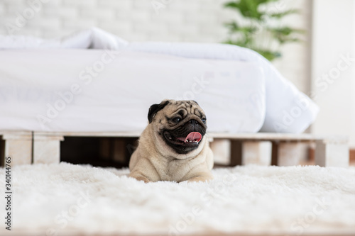 Happy dog pug breed smile and lying in bedroom feeling so comfortable and ralax,Healthy purebred dog