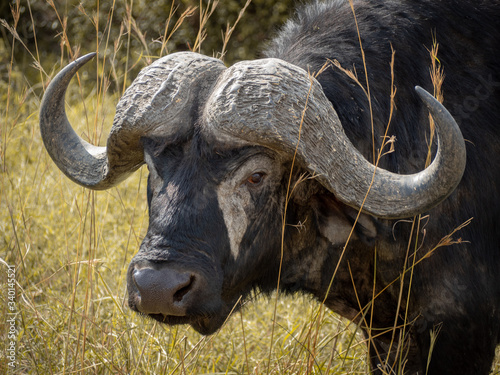 Masai Mara photo