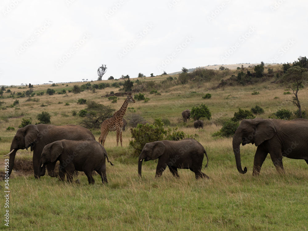 Masai Mara