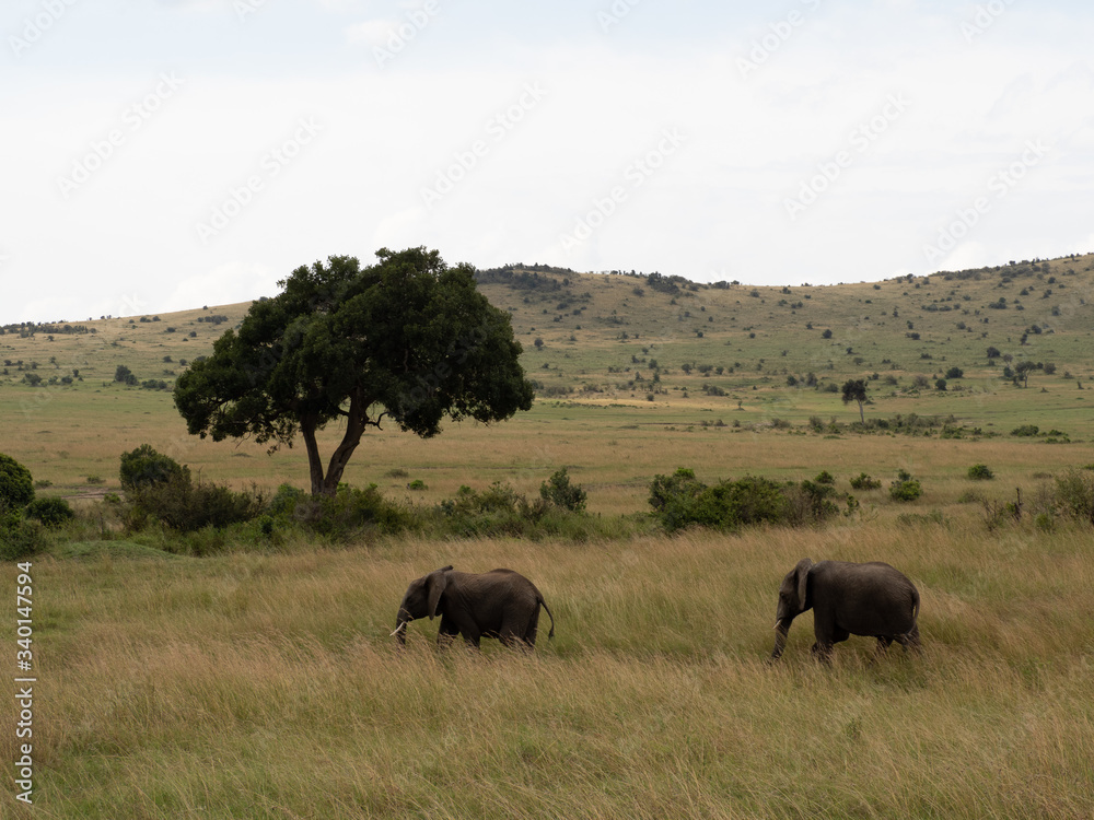 Fototapeta premium Masai Mara