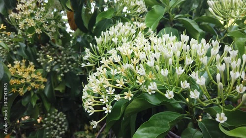 White and yellow fragrant flowers (scientific name : Tarenna wallichii (Hook. f.) Ridl.) with green leaves in the garden in Thailand