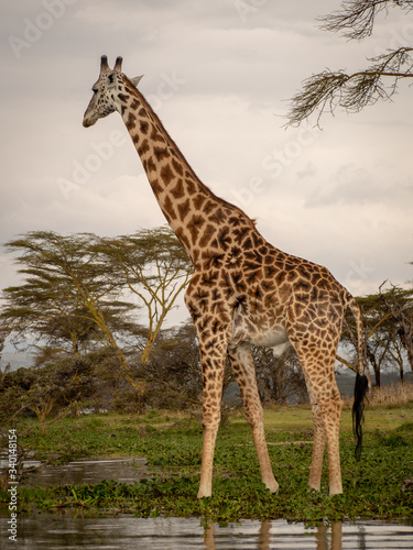 Lake Naivasha4