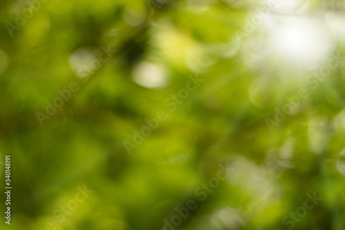 Green light bokeh nature background,Abstract natural green bokeh background,Natural blurred background.