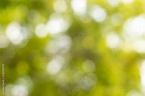 Natural Bokeh.Green bokeh out of focus background from nature.