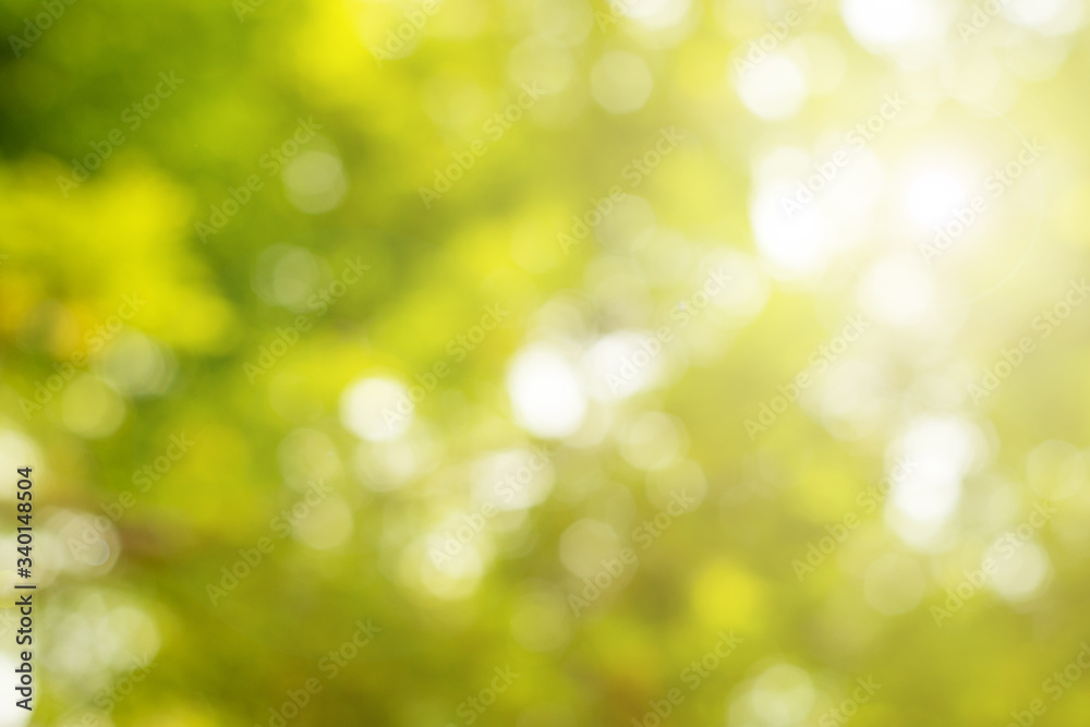 Sunny abstract green nature background.Abstract blur green color for background.Blurred and defocused effect spring concept.