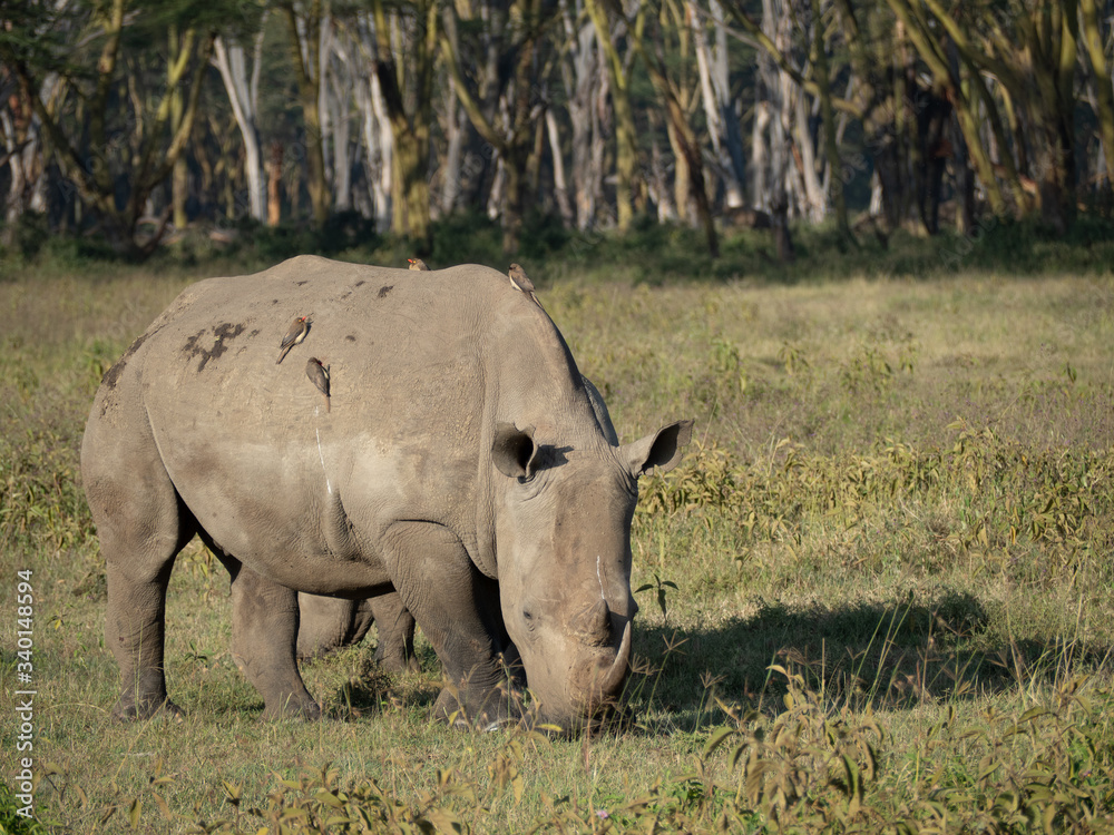 Fototapeta premium Lake Nakuru13