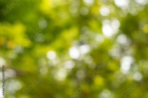 Blurred trees of nature park background and summer season.Natural blurred background, Green light bokeh.