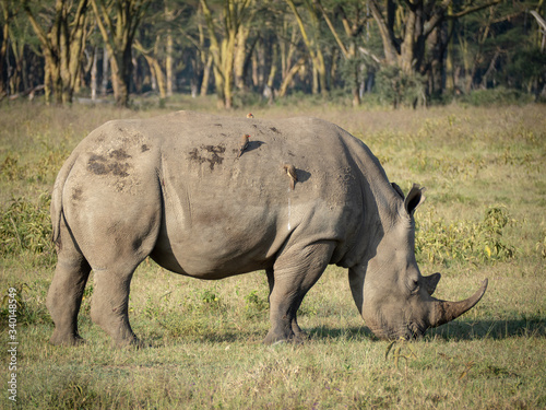 Lake Nakuru14