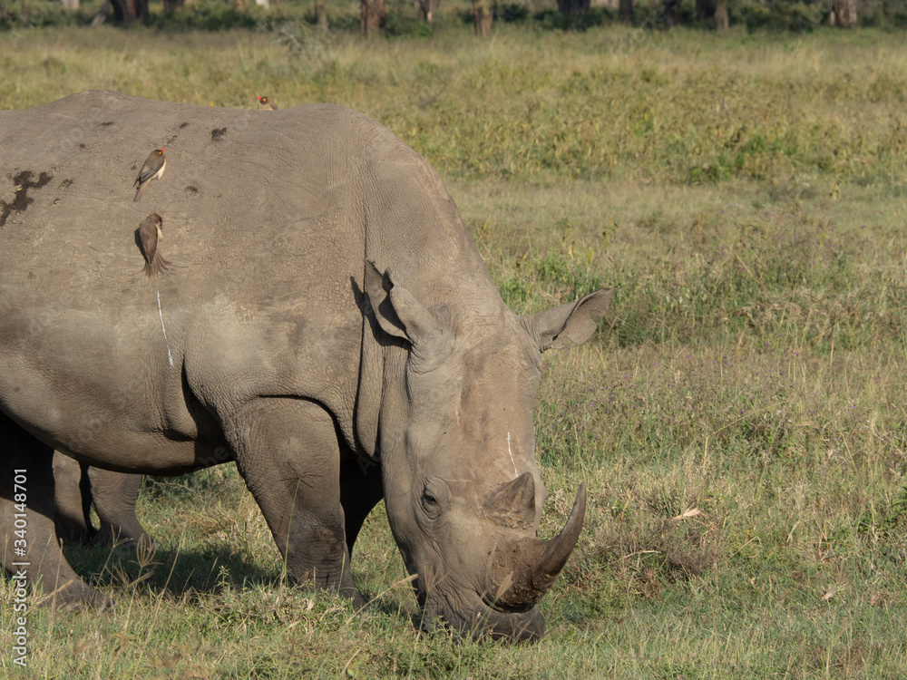 Fototapeta premium Lake Nakuru10