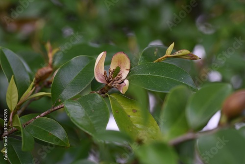 Michelia figo (Banana bush) flowers / Magnoliaceae evergreen shrub.