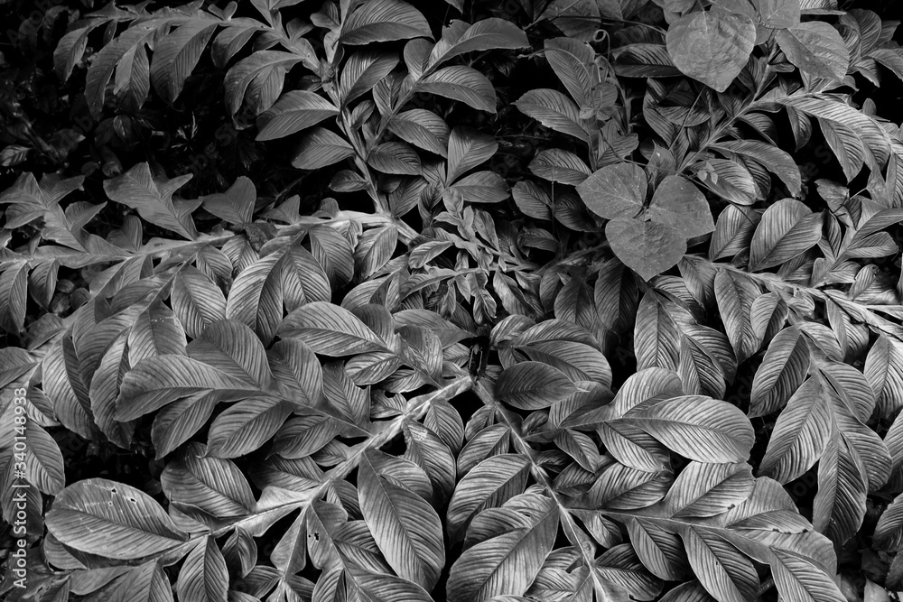 Black and White tree leaves pattern in nature Black and White tree leaves pattern in nature