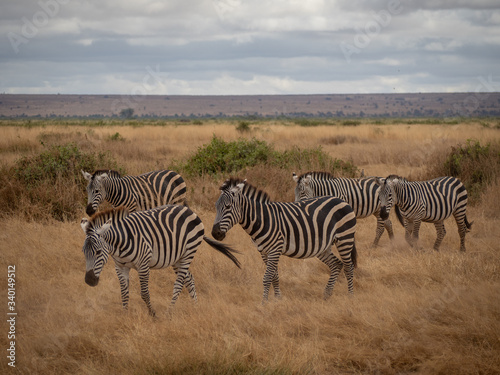 Amboseli40 © Raphael Fortier M