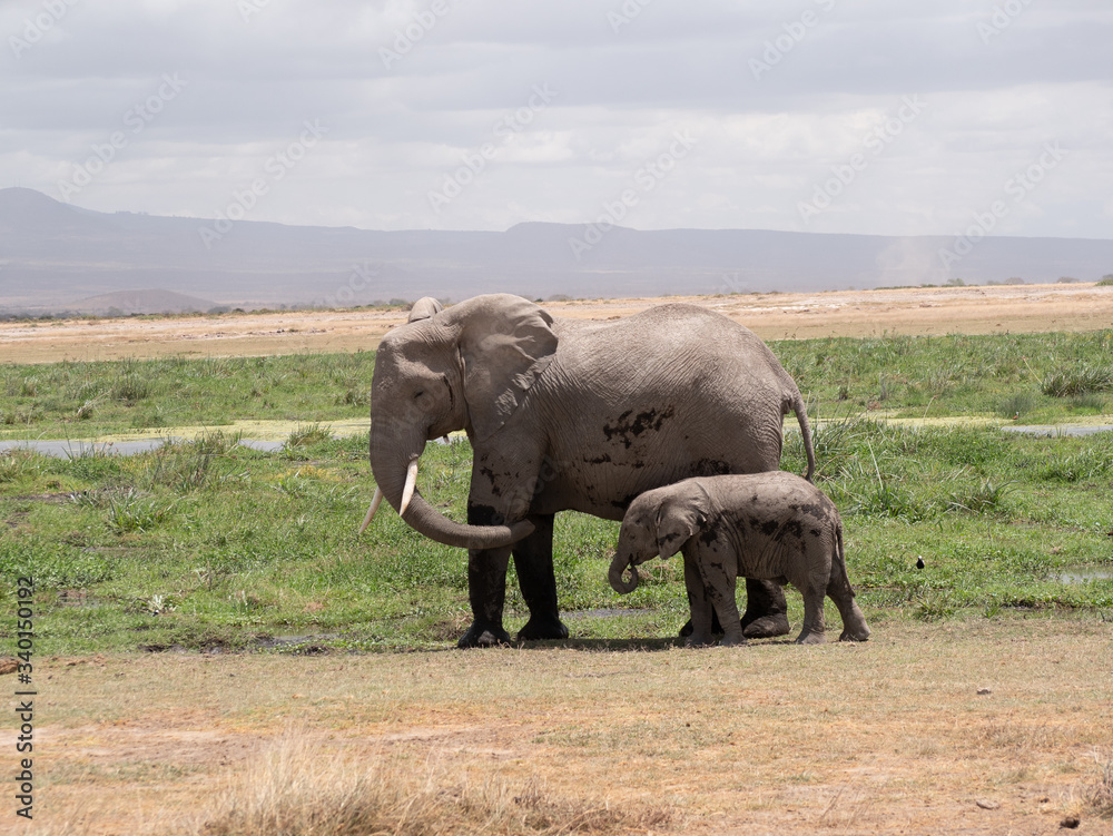 Fototapeta premium Amboseli19
